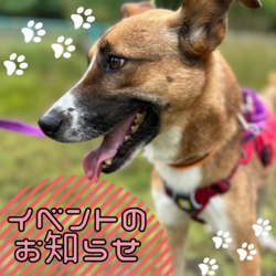 WAN on ONE わんだふるミーツ