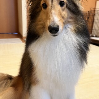 シェルティ女の子