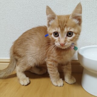 募集停止　茶とらの女の子⭐︎すみれ