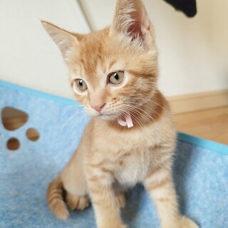 募集停止　可愛い茶とらの女の子⭐︎らん