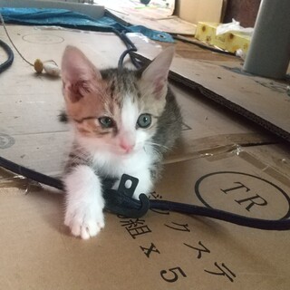 2022年8月16日生まれの女の子です。