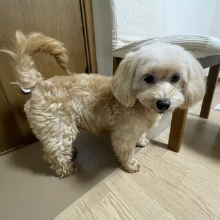 交渉中　キャバリア✖️トイプードルきゃんちゃん