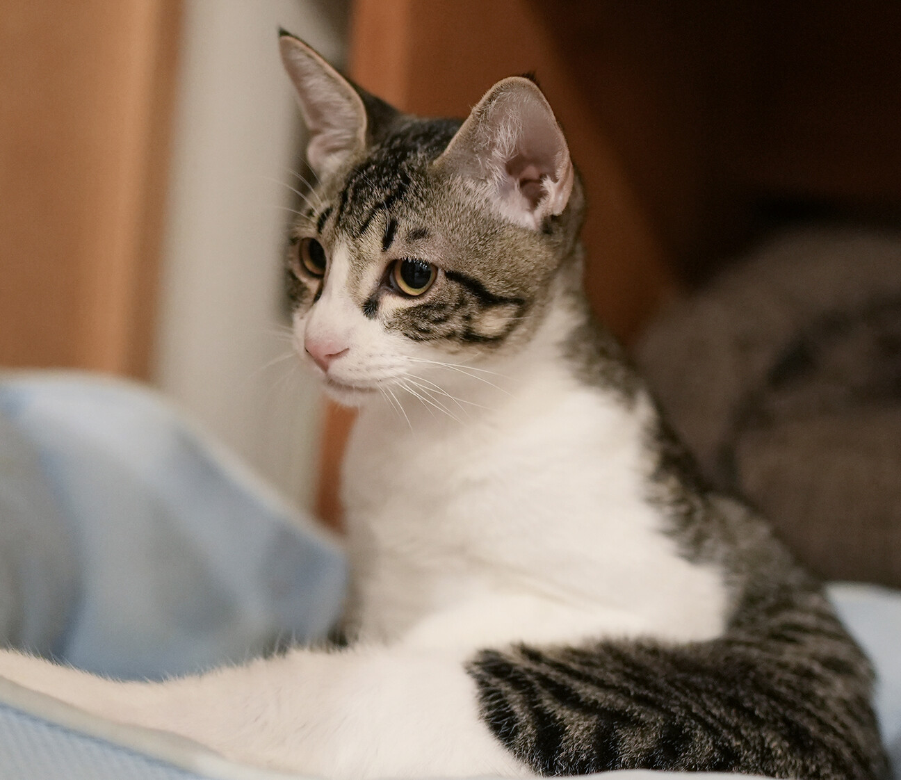 「人、猫、場見知り一切なし...」福岡県 - 猫の里親募集(434985) :: ペットのおうち【里親決定25万頭!】