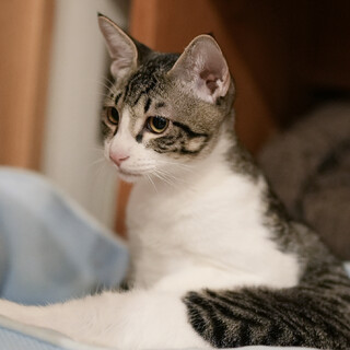 人、猫、場見知り一切なし！甘えん坊です♪