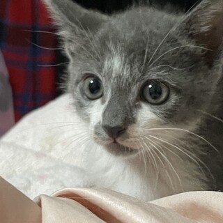 募集停止　系グレー白男子⭐︎ロール