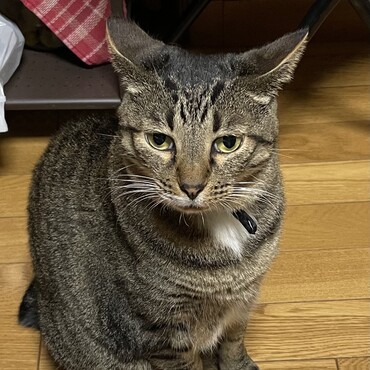 イカ耳？臆病な雹タンは花火に…二階でドカドカ暴れてるの誰？？
