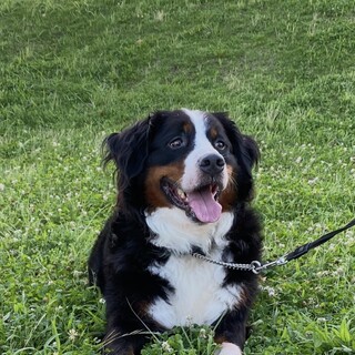 元気いっぱいなバーニーズ