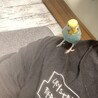 げげたん