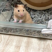 きんちゃん
