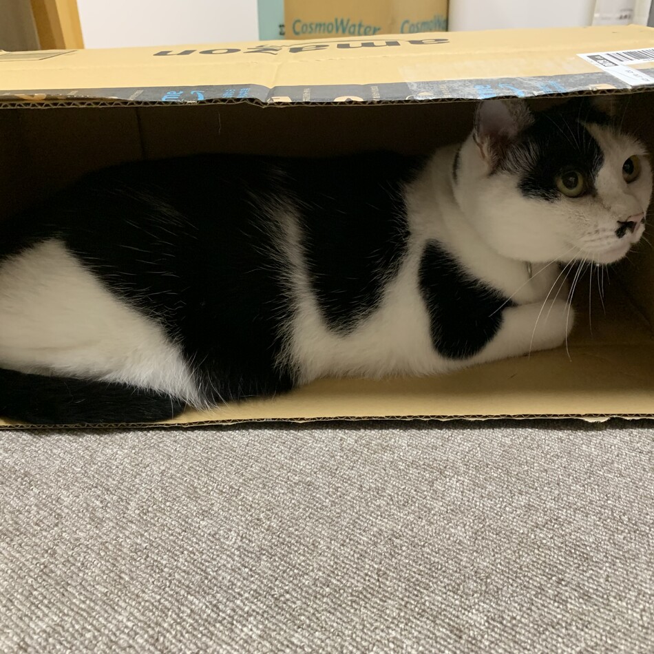 美雅のカバー写真