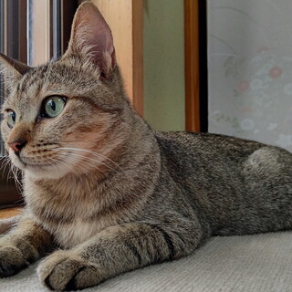 元気いっぱいなキジトラの男の子です