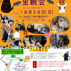 子猫たくさん里親会！