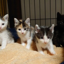 子猫たくさん里親会！ サムネイル2
