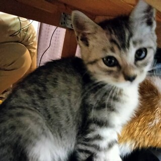 アメショ風のお顔　グレーキジ１か月半ソックスちゃん