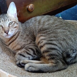 キタロウ君の里親さん募集中