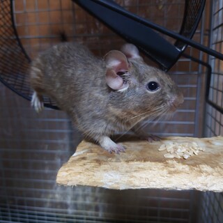 １歳のデグーの男の子里親募集