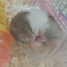滑車がいつも大好き♡   一人っ子だからお友達を迎えてあげたいなっ♡   
