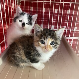 ふわふわチビ子猫兄妹です