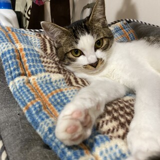 シャイで美猫なスピちゃん