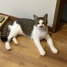 シャイで美猫なスピちゃん サムネイル2