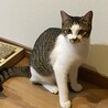 シャイで美猫なスピちゃん サムネイル3
