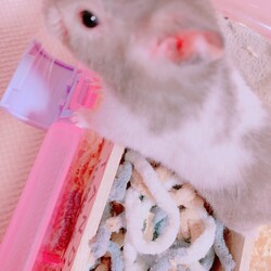 「我が子達にお友達を作ってあげたいな✩.*˚」サムネイル2