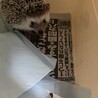 かわいい、たぬきみたいな顔です。 サムネイル2