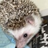 かわいい、たぬきみたいな顔です。 サムネイル3