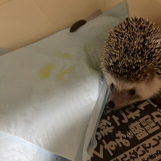 かわいい、たぬきみたいな顔です。