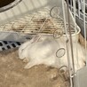 さぬけ