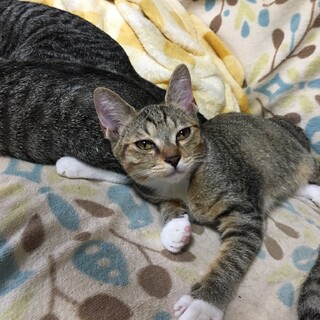 甘えん坊な兄妹です