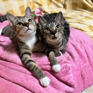 とっても甘えん坊でスリゴロ兄妹です