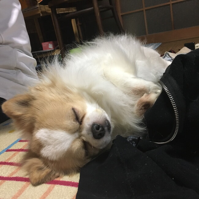 とみーとみのカバー写真