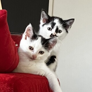 くちヒゲ模様の僕と妹を家族にして下さい。