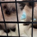 シャム風こと子猫♂♀