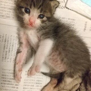 人を怖がらないサバトラの子猫