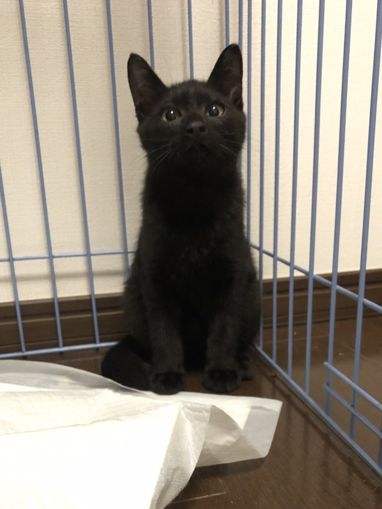 黒猫様 御専用 梅子の部屋 on X: 