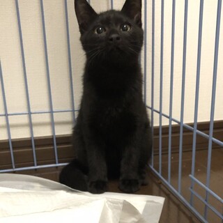 海の黒シリーズ（兄）のりおくん