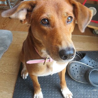 笑顔が可愛い性格花丸♡マリーちゃん