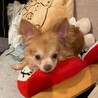 ライチもうすぐ8歳の若々しいチワワ男子 サムネイル5