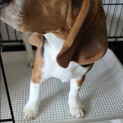 ビーグル犬里親探してます
