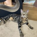 遊ぶの大好き　スリゴロアメショMIX　ナルト君