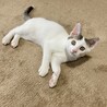 抱っこ大好きベタベタの甘えん坊　 シロー君　 サムネイル2