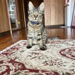 ★子猫の里親さん★募集★