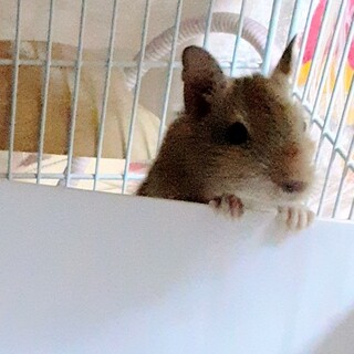 デグー、サンドカラー女の子。