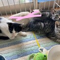 子猫ちゃん3兄弟です