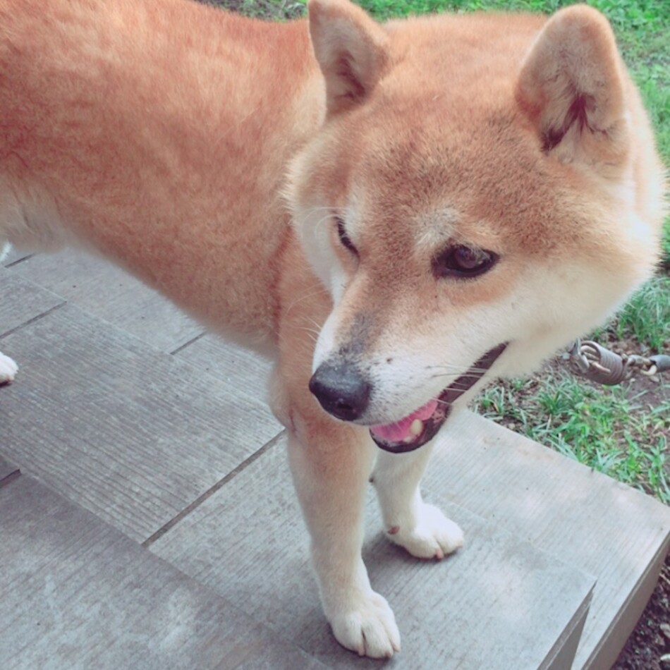 レオのカバー写真