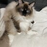 らむちょこ