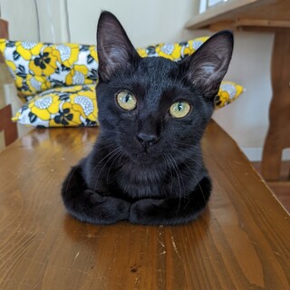 ゴールドの瞳が美しい☆　スミ♀