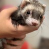 フェレット(1匹 メス) 里親募集  サムネイル2